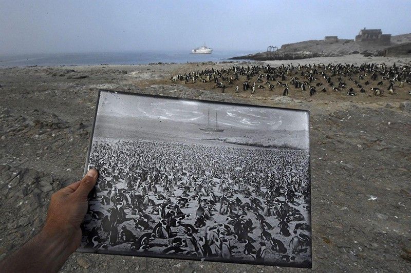 Atrás en el tiempo. Tercer premio individual de la categoría de Medio Ambiente. Una fotografía histórica de una colonia de pingüinos africanos de la década de 1890, en 2017 en el mismo lugar / Foto: Thomas P. Peschak (Alemania / Sudáfrica)