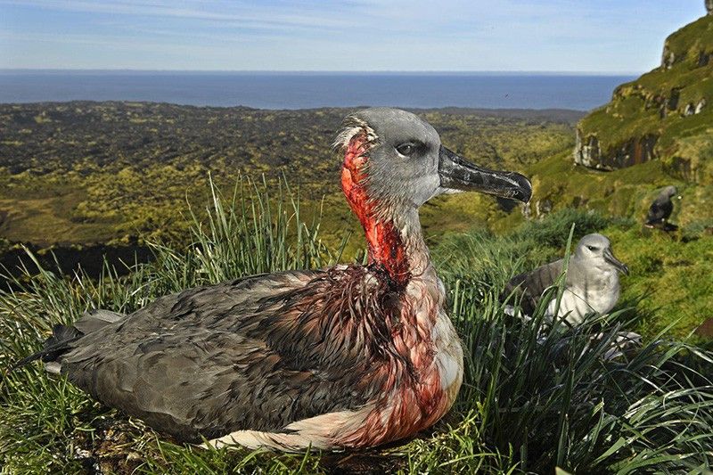 Ataque del ratón zombi. Segundo premio individual de la categoría de Medio Ambiente. Un albatros juvenil de cabeza gris en la Isla Marion, Territorio Antártico Sudafricano, después de un ataque de ratones / Foto: Thomas P. Peschak (Alemania / Sudáfrica)