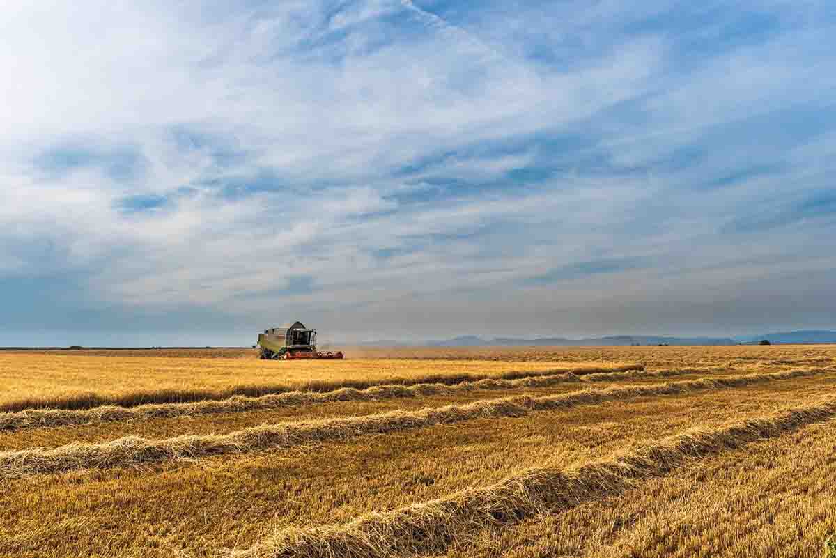 Los precios agrícolas mundiales han repuntado un 30%. Cereales / Foto: Pixabay