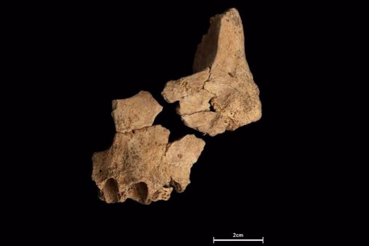 Restos de una cara parcial de un ser humano cuya antigüedad puede estar en torno A 1,4 millones de años recuperada en el nivel TE7 del yacimiento de la Sima del Elefante / Imagen: EP