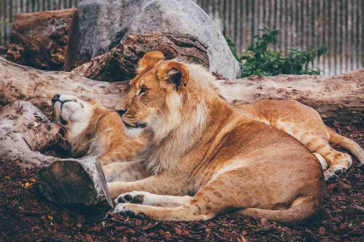 En el mundo animal existe mucha más diversidad de la que hay entre humanos / SINC