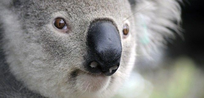 El característico rostro del koala, modelo de muchos peluches / Foto: Angelo Giordano