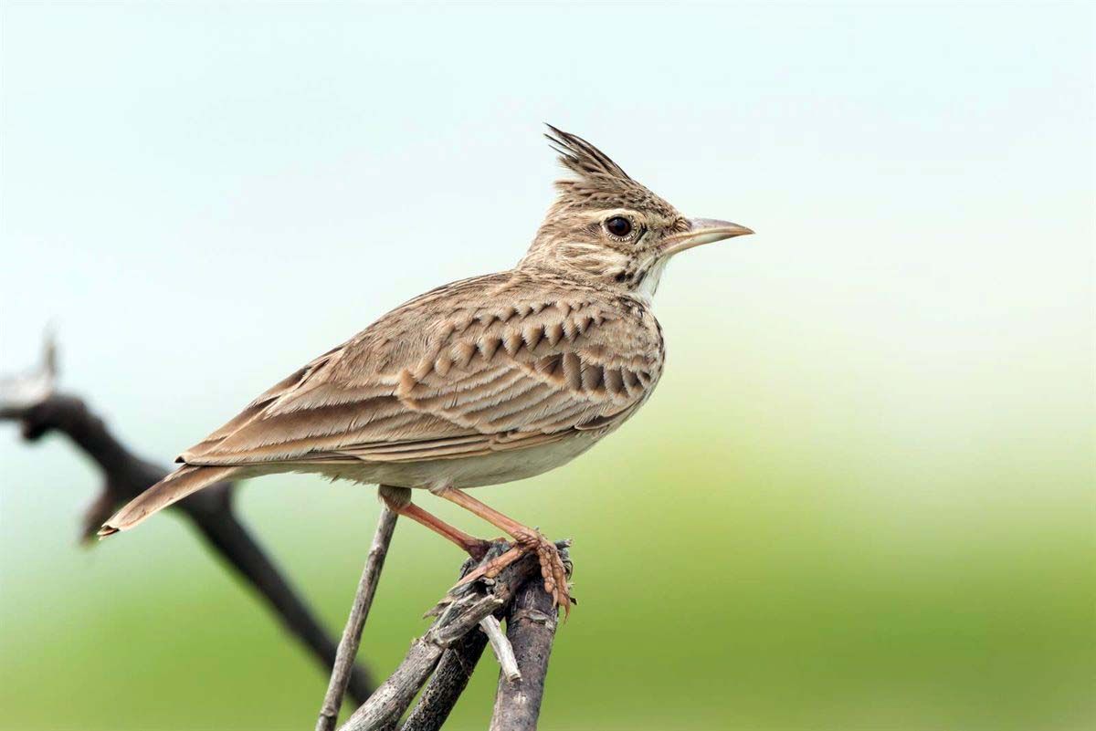 Cogujada común. III Atlas de las Aves en Época de Reproducción de SEO/BirdLife / Foto: EP