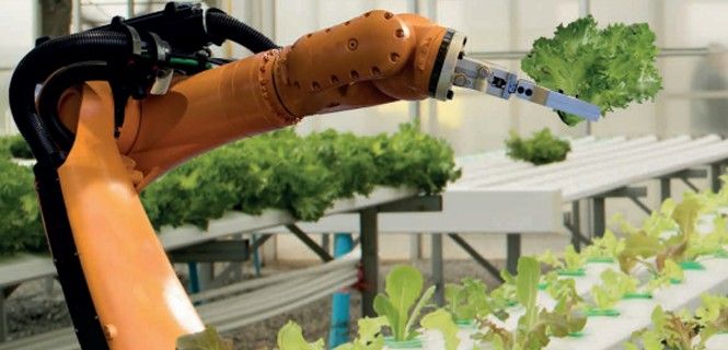 La robótica se utiliza para optimizar el agua y el exceso de productos químicos en el sector agrícola / Foto: Cotec