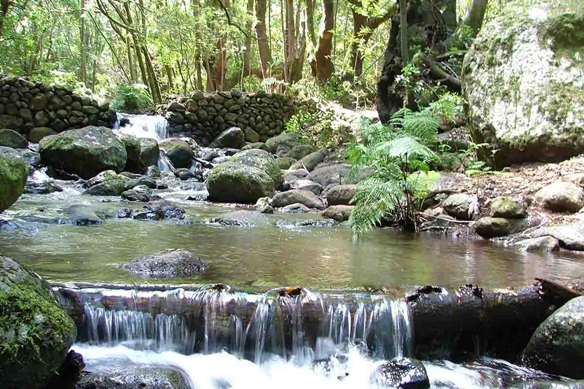 Parque Nacional Garajonay en la Isla de La Gomera / Foto: EP