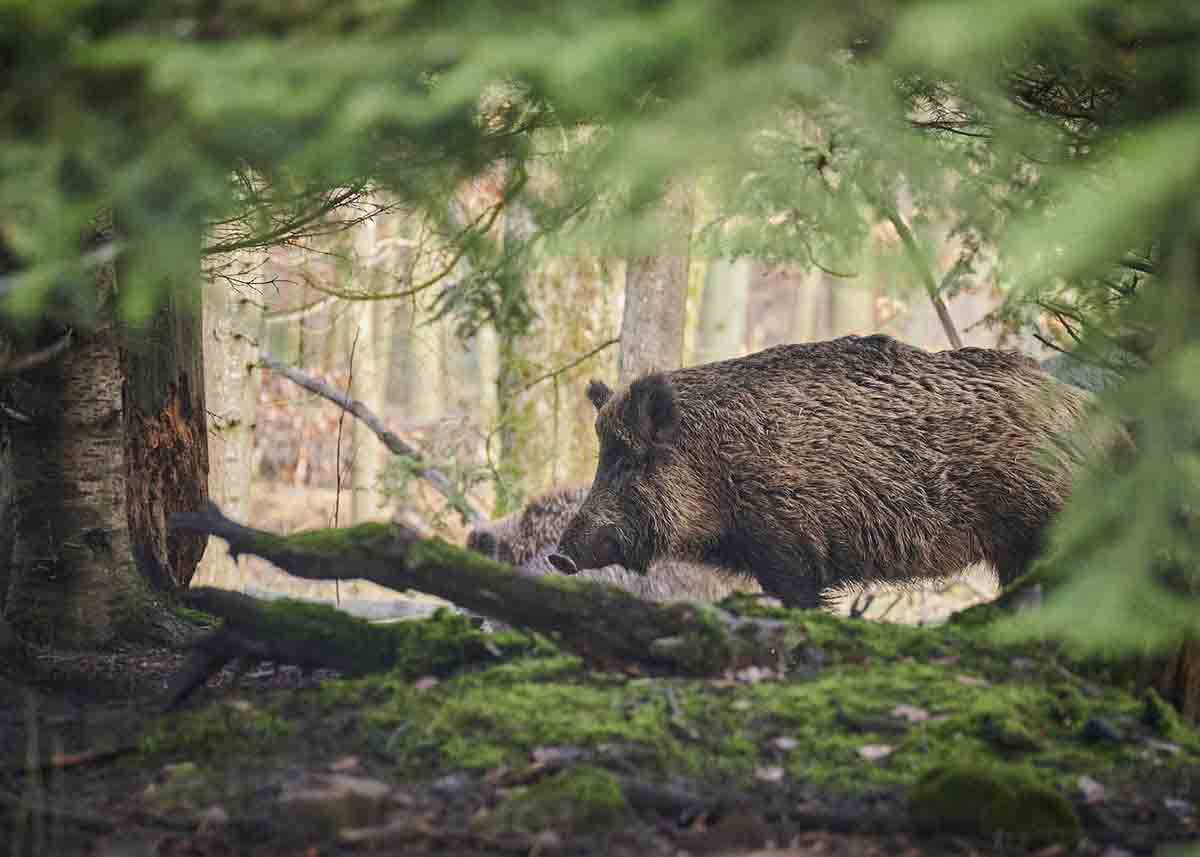 La caza sostenible de las poblaciones de jabalí contra posibles brotes de peste porcina / Foto: Pixabay