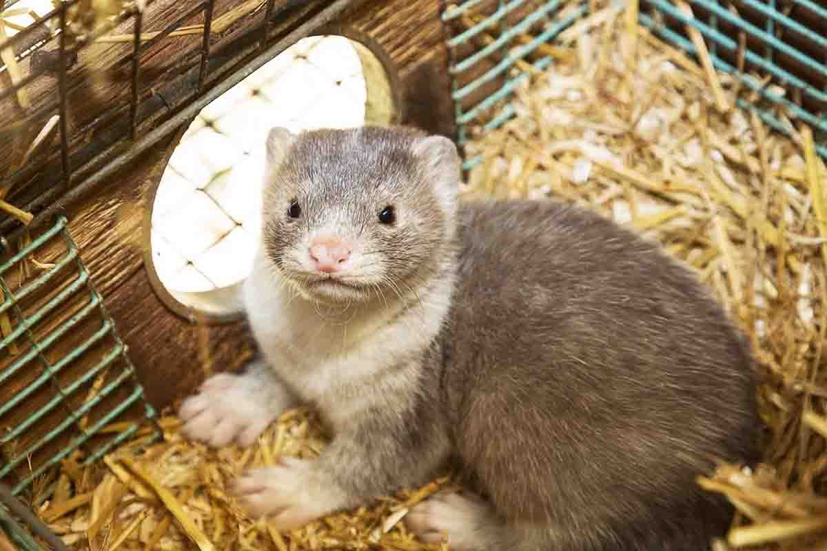 Prohibir el sacrificio de animales para comerciar con sus pieles / Foto: EP