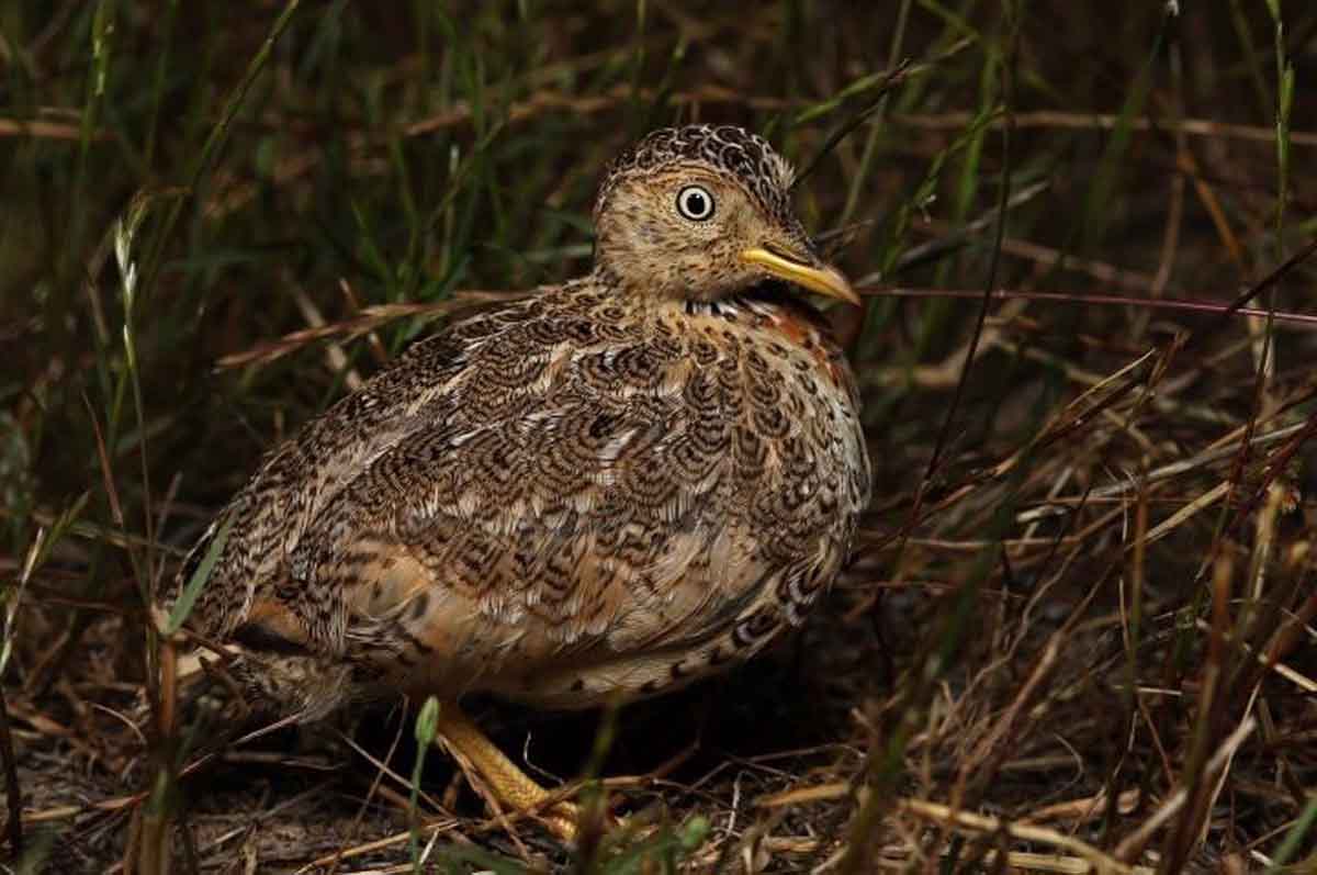 El ave más amenazada del mundo resurge en pastizales de Australia / Foto: EP