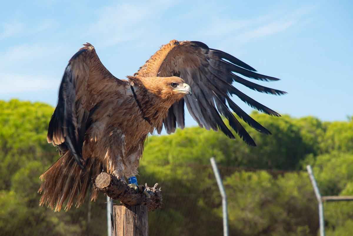 Ecologistas denuncian la muerte de nueve rapaces protegidas / Foto: EP