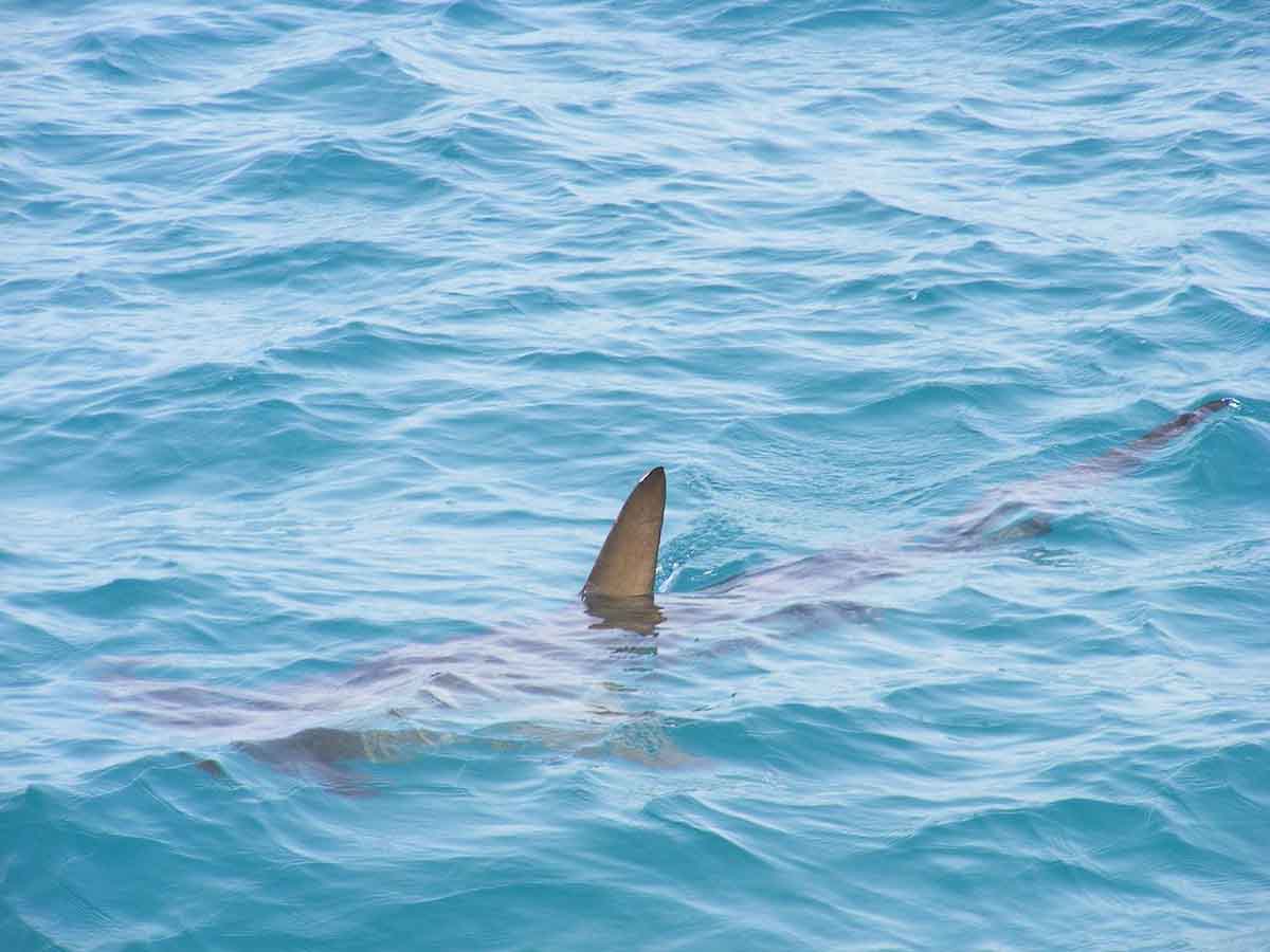 ONG alertan de la situación de los tiburones / Foto: Pixabay