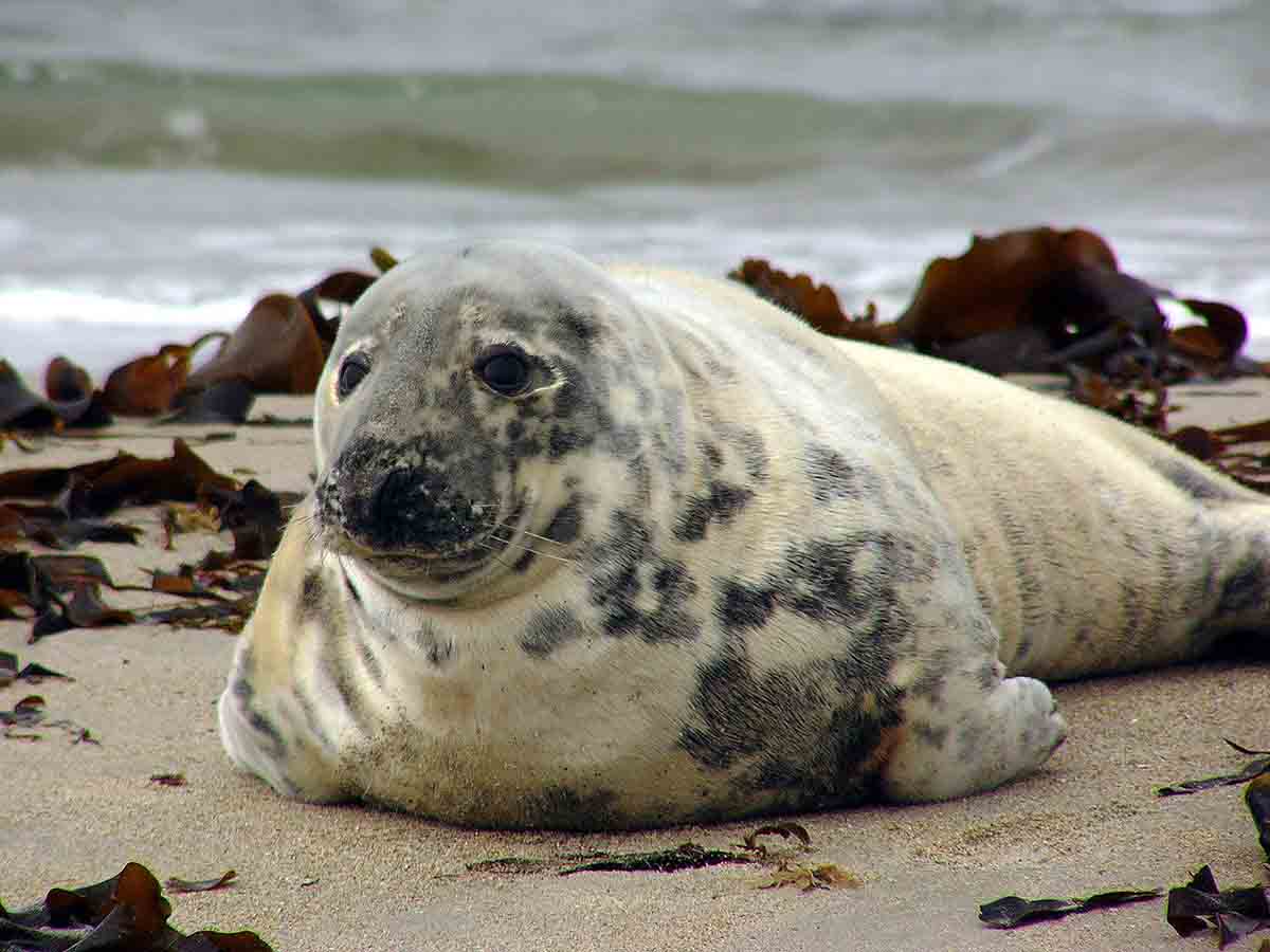 Capturas accidentales de especies protegidas. Foca gris / Foto: Wikipedia