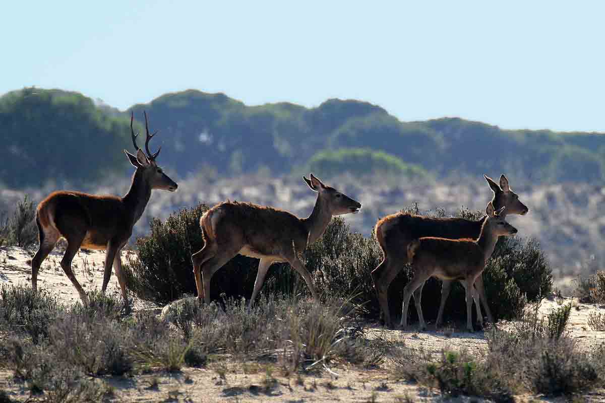 Declarar Doñana en "peligro de desaparición" / Foto: Pixabay