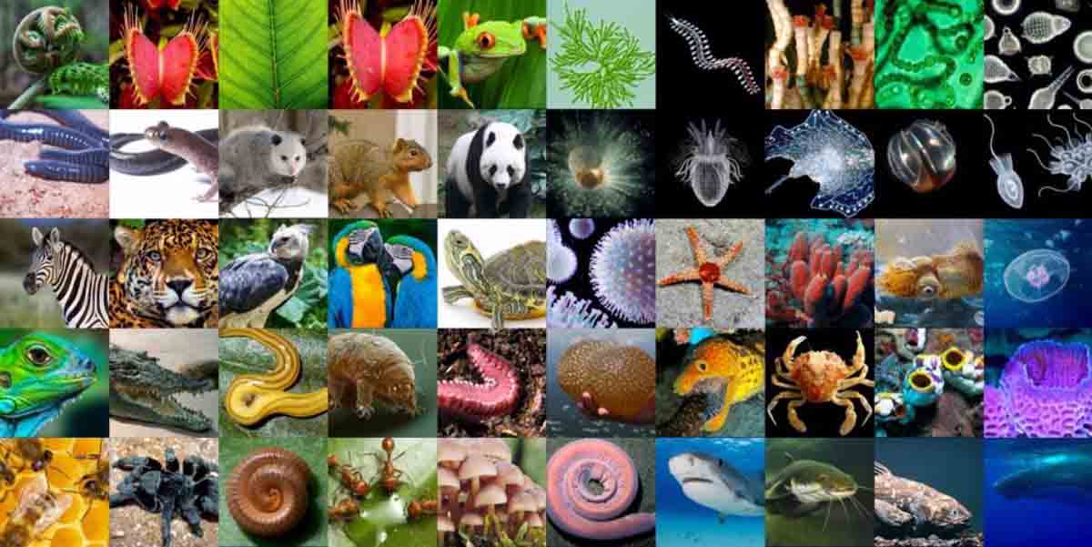 Hay más especies en peligro de extinción de lo que se pensaba / Imagen: EP