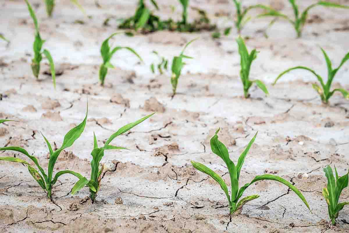 La sequía en España podría reducir el rendimiento agrícola / Foto: Pixabay