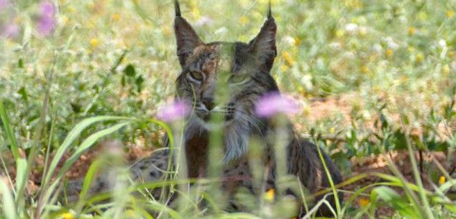 'Litio', fotografiado hace unos días por los agentes rurales catalanes / Foto: Agents Rurals