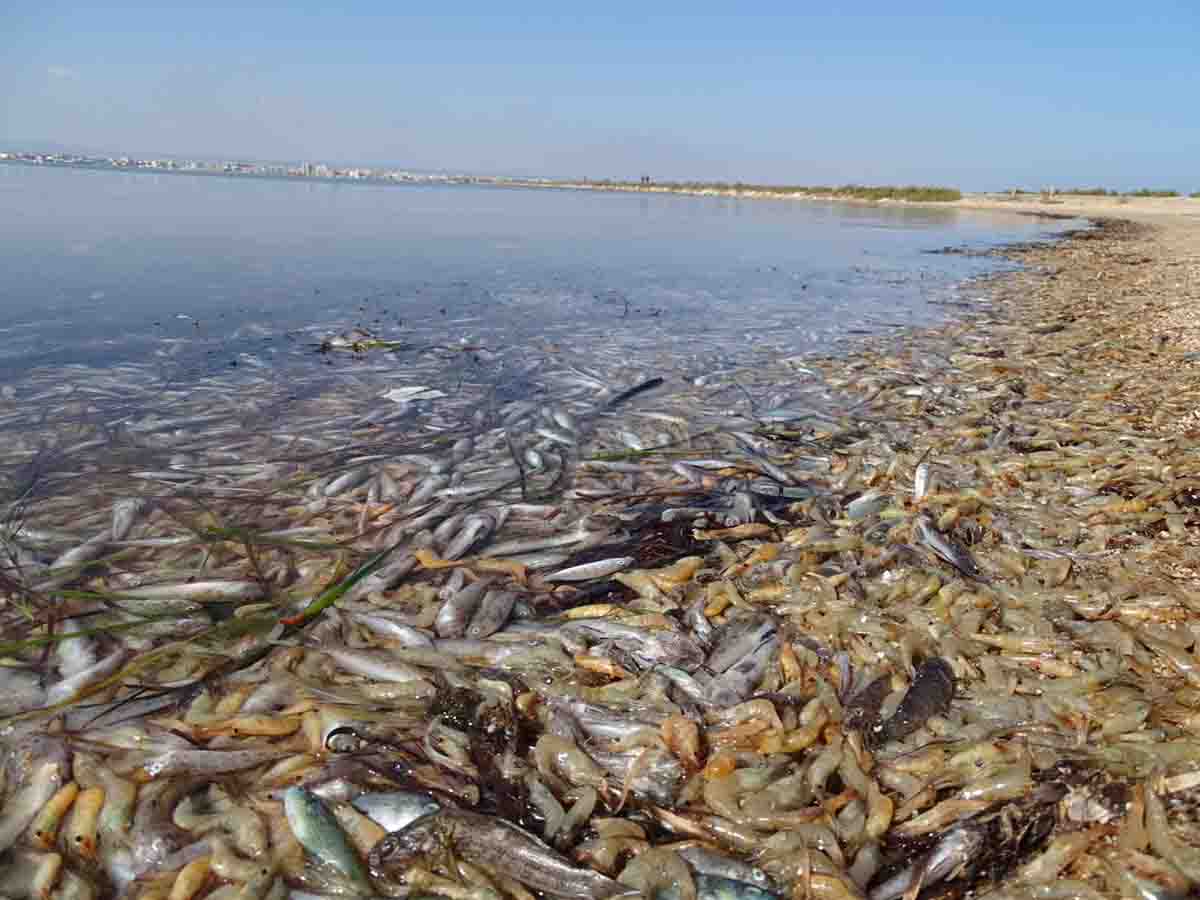 Peces muertos en las orillas de la albufera del Mar Menor / Foto: ANSE