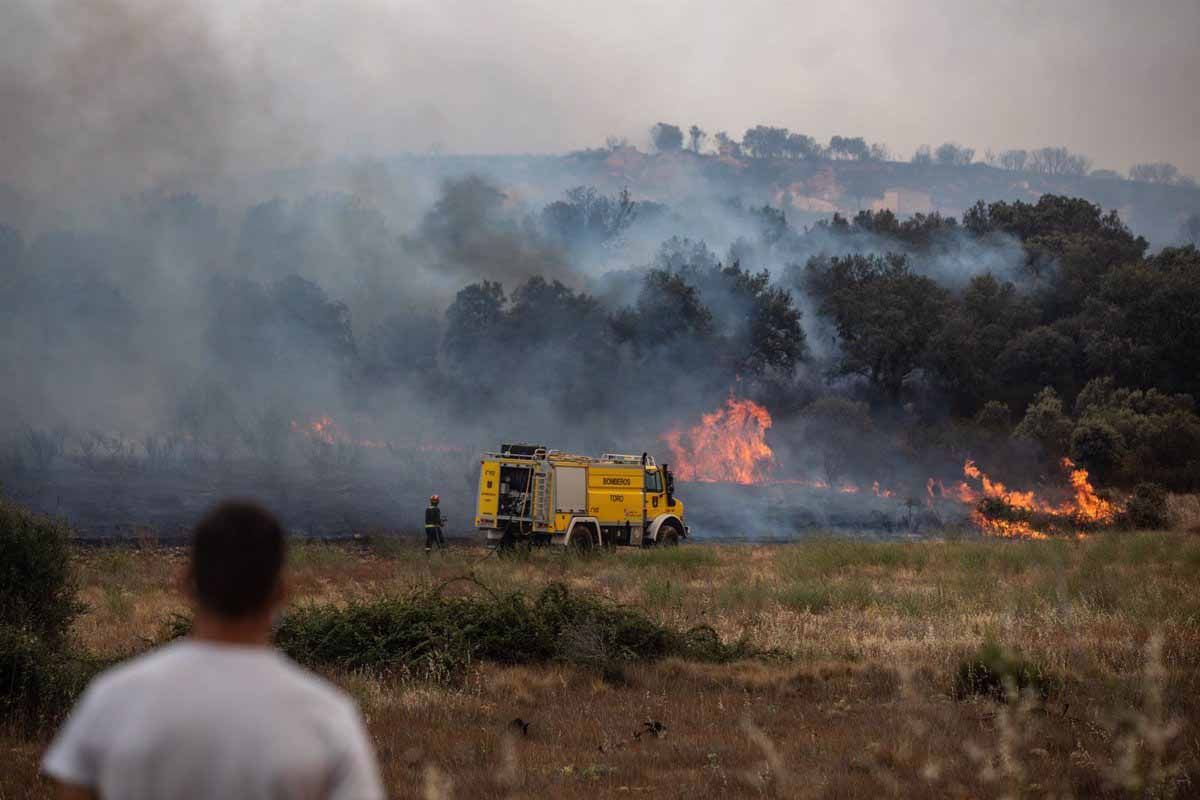 Cerca de 250.000 los animales muertos por los incendios en Galicia / Foto: EP