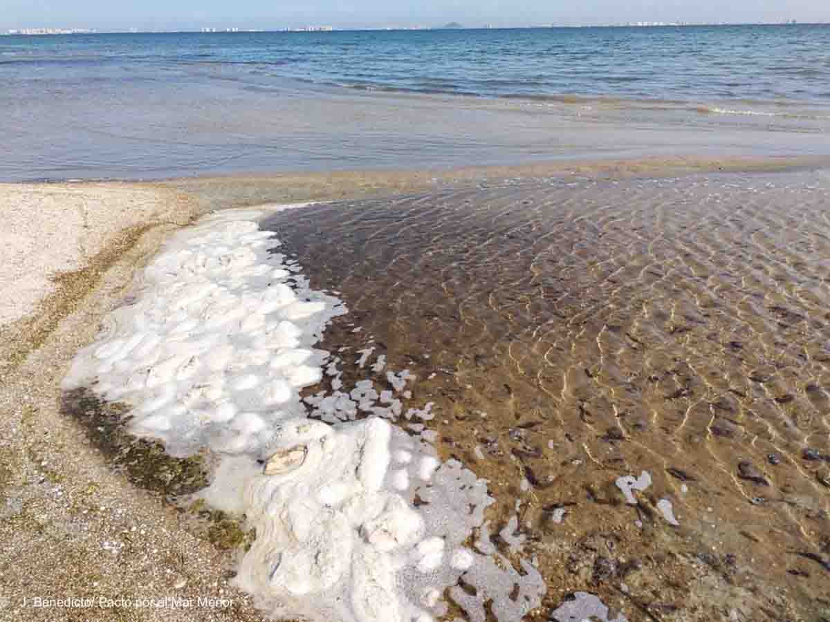 Miles de pepinos de mar muertos en playas del Mar Menor / Foto: EP