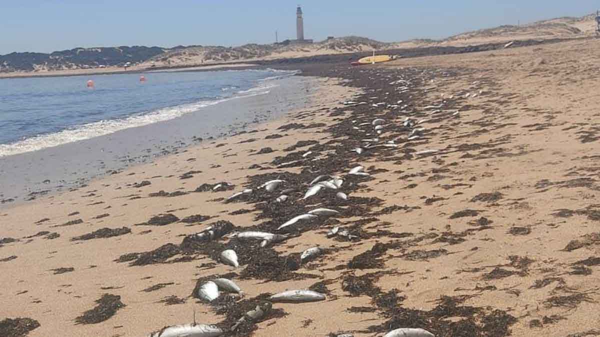 Cientos de peces muertos en la orilla de una de las playas de Los Caños de Meca (Cádiz) / Foto: EP