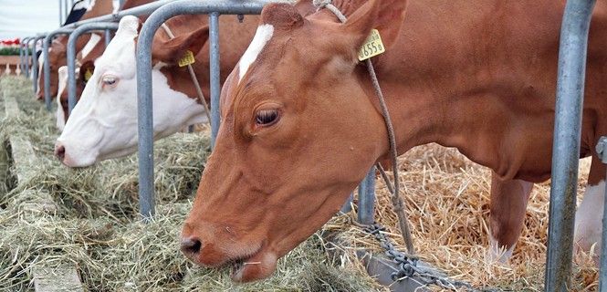 Vacas comen heno en una granja / Foto: Roy Bury