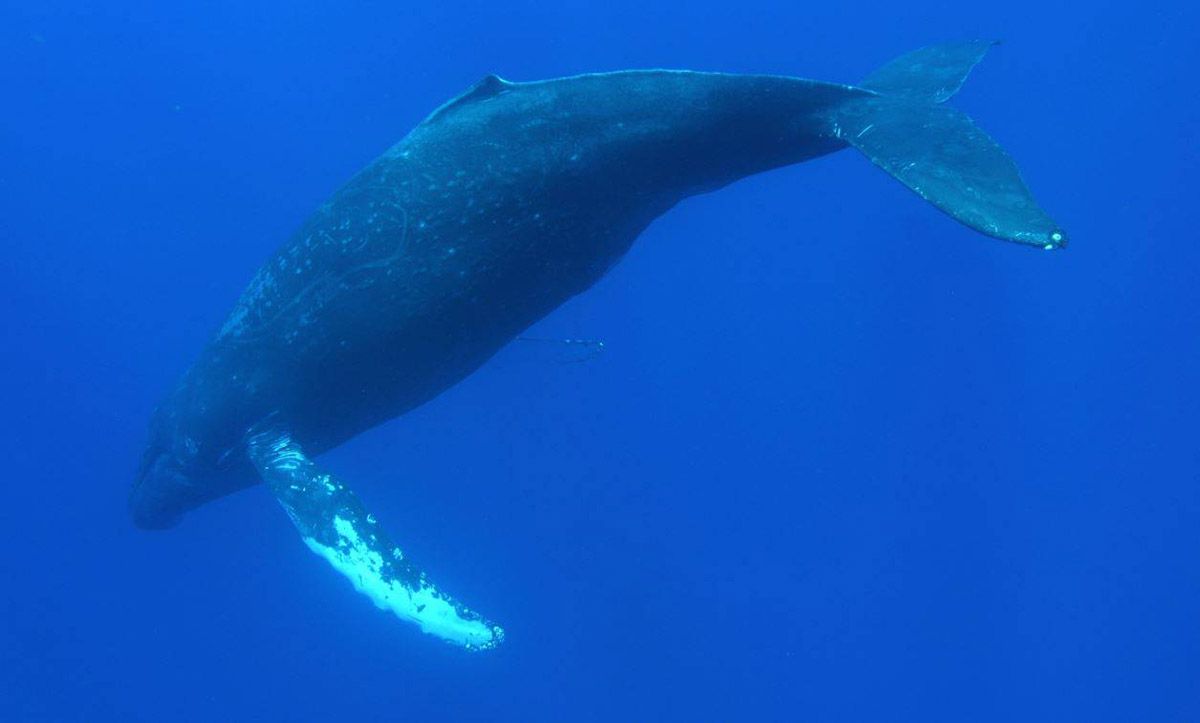 Los ejemplares de ballena azul emiten sonidos reconocibles  / Foto: SINC
