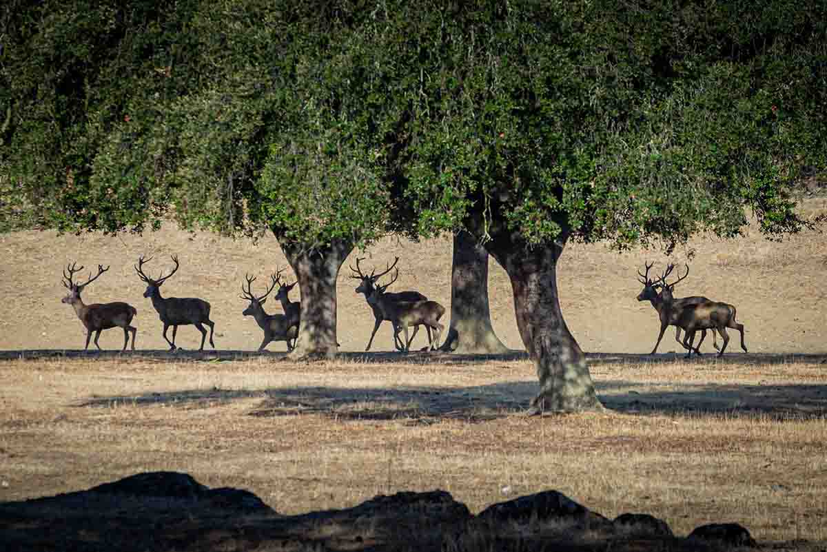 Una manada de ciervos en el Parque Natural de Doñana / Foto: EP