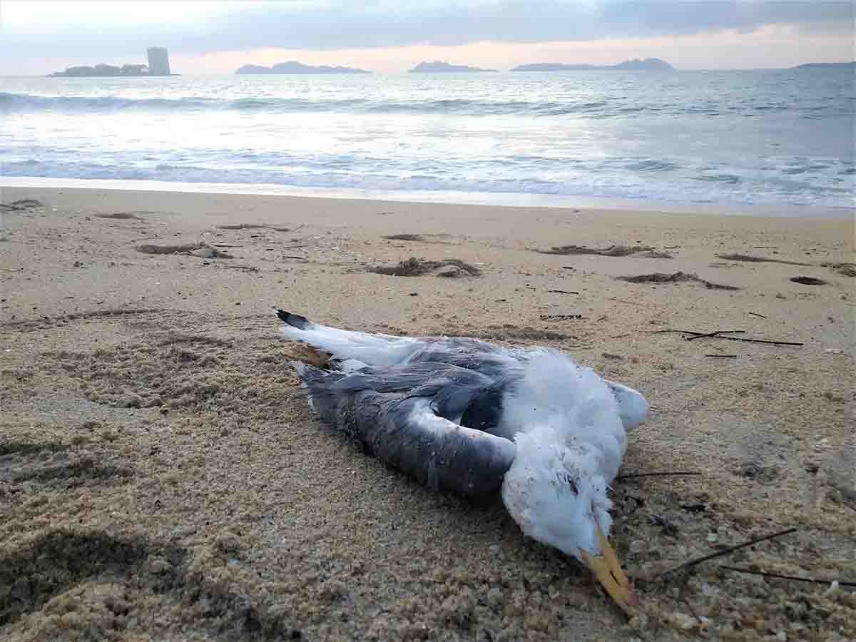 SEO/BirdLife analiza el impacto de los plásticos en el mar y aves marinas. SeaBil / Foto: EP