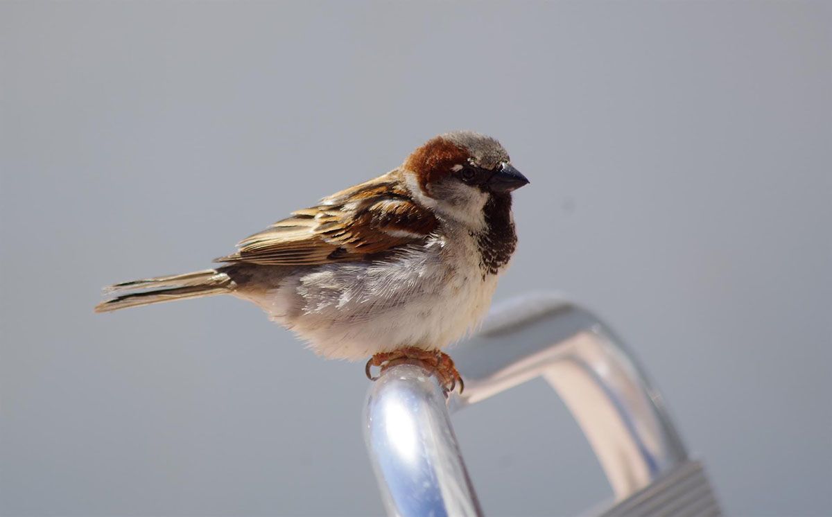 Las aves pueden perder las características que diferencian las especies / Foto: EP