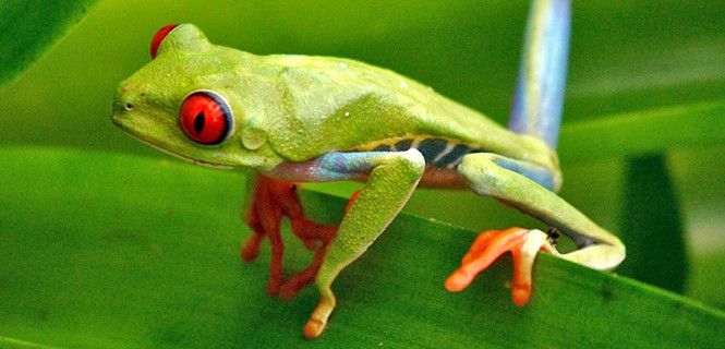 Ejemplar de rana verde de ojos rojos / Foto: Skeeze