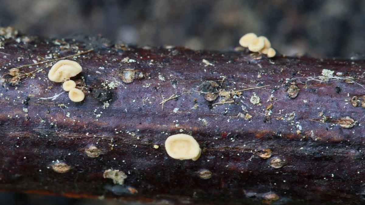 Descubren en Pontevedra una nueva especie de hongos única en el mundo / Foto: EP