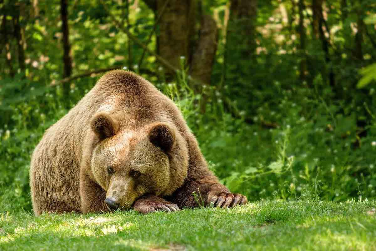 Aumento de los conflictos entre osos y humanos debido al cambio climático / Foto: Pixabay