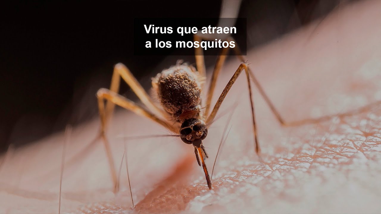 Virus que atraen a los mosquitos