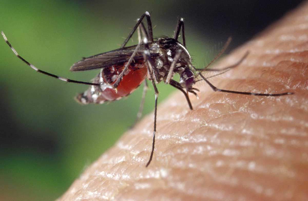 Los mosquitos Aedes aegypti y Aedes albopictus son vectores de los virus del zika y dengue / Foto: SINC