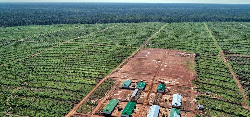 Cultivo de la empresa Gama para el aceite de palma en Papua (Indonesia) / Foto: Ulet Ifansasti