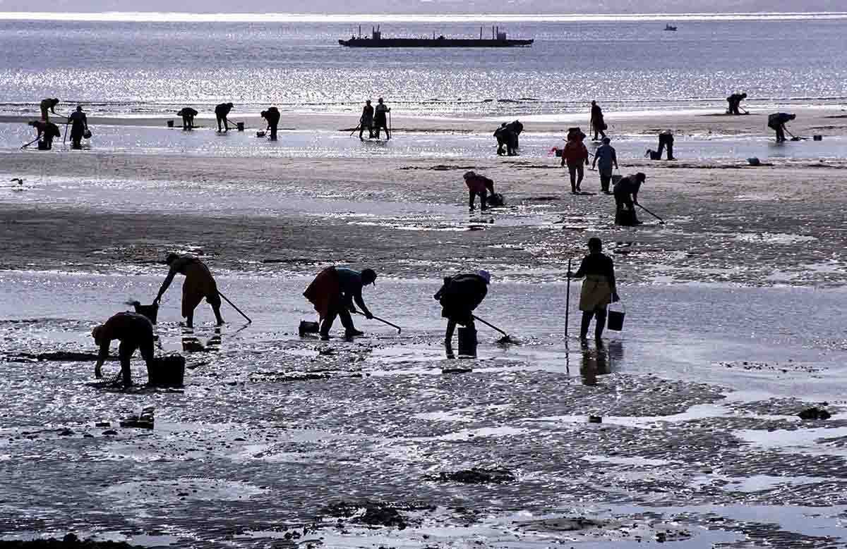 Mariscadoras trabajando, costa gallega / Foto: EP