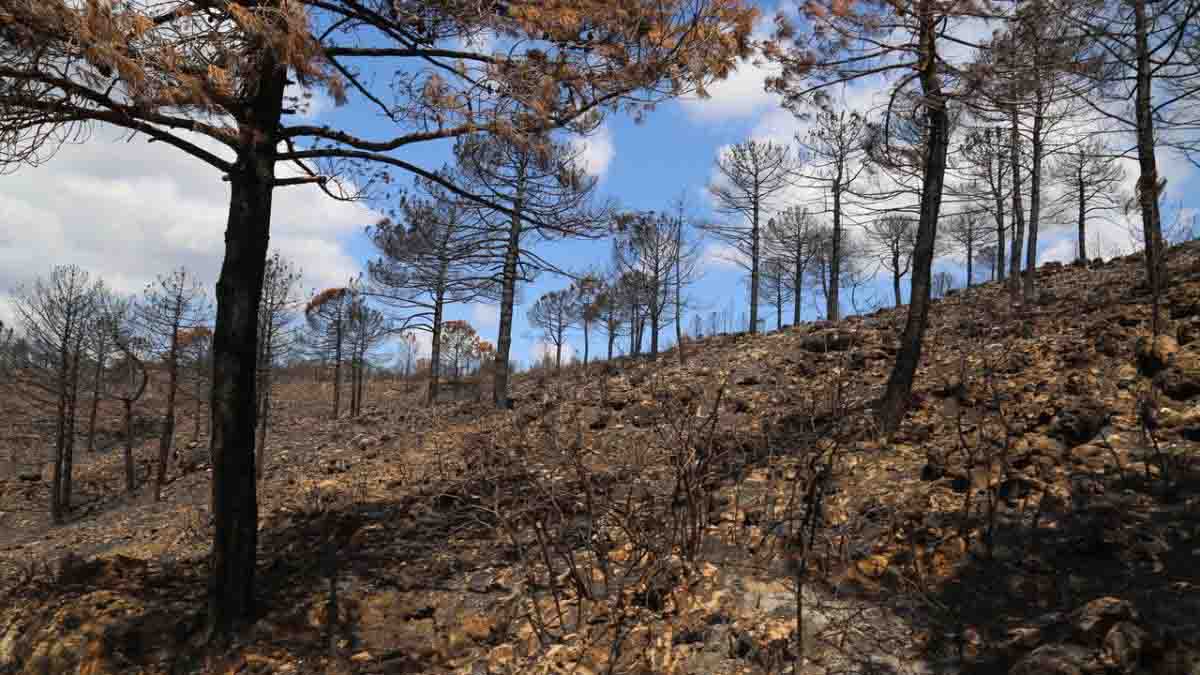 Firelinks es un programa europeo para frenar grandes incendios forestales / Foto: EP