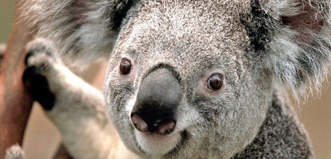 Ejemplar de koala / Foto: EP - Archivo
