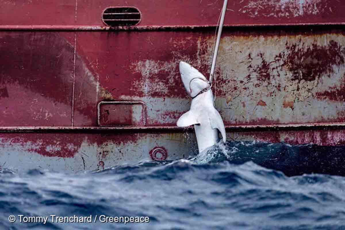 Un tiburón es subido a bordo del Nuevo Zumaya, un palangrero español que se dirige al pez espada en el Atlántico sureste. Greenpeace retira 30 km de pesca con palangre y libera 12 especies / Foto: Greenpeace - EP