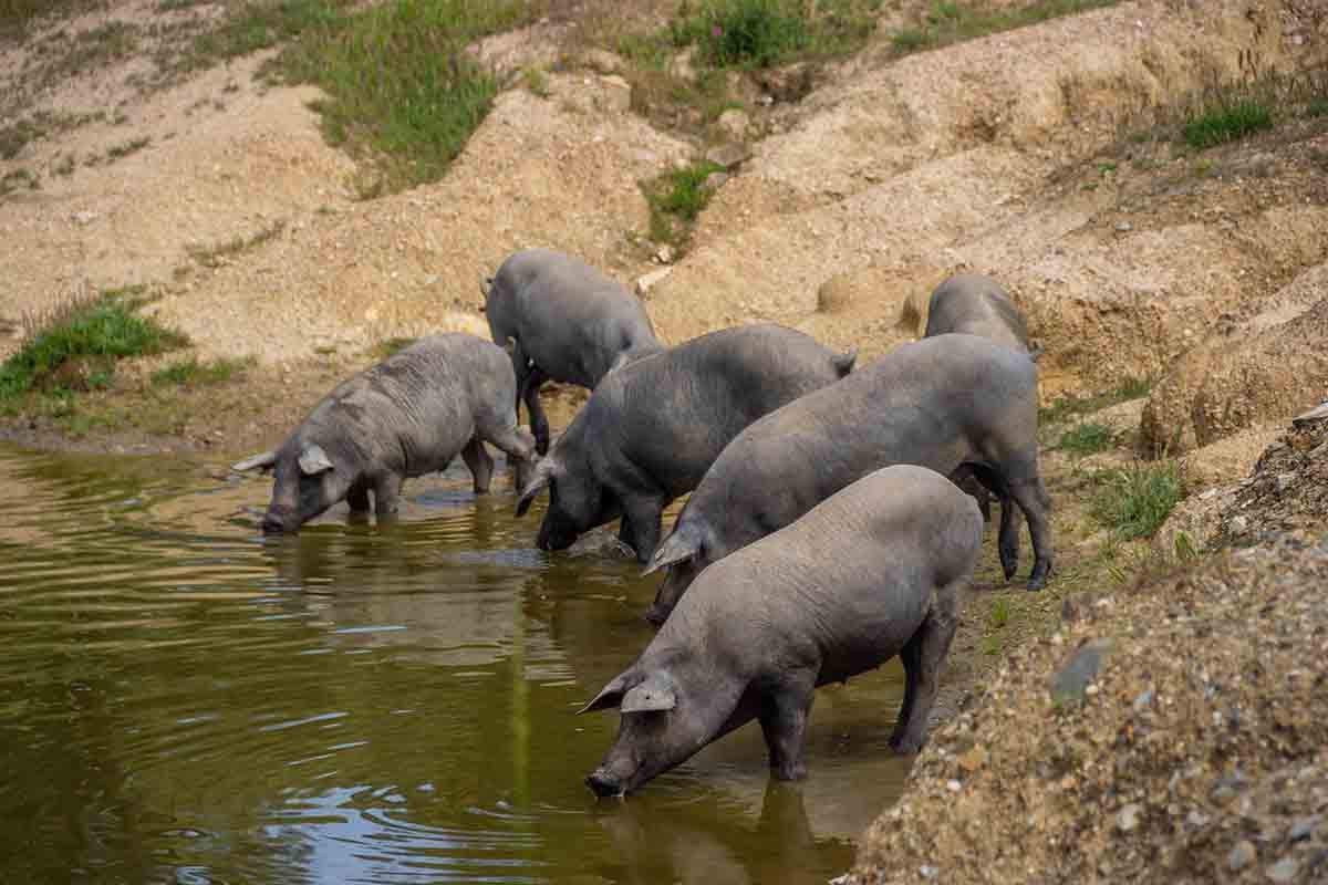 Cerdos de raza ibérica pura en el lago de la Finca Morianillo de la empresa Jierrito Alto en Jerez de los Caballeros en Badajóz, en Extremadura (España). Peste porcina africana / Foto: EP