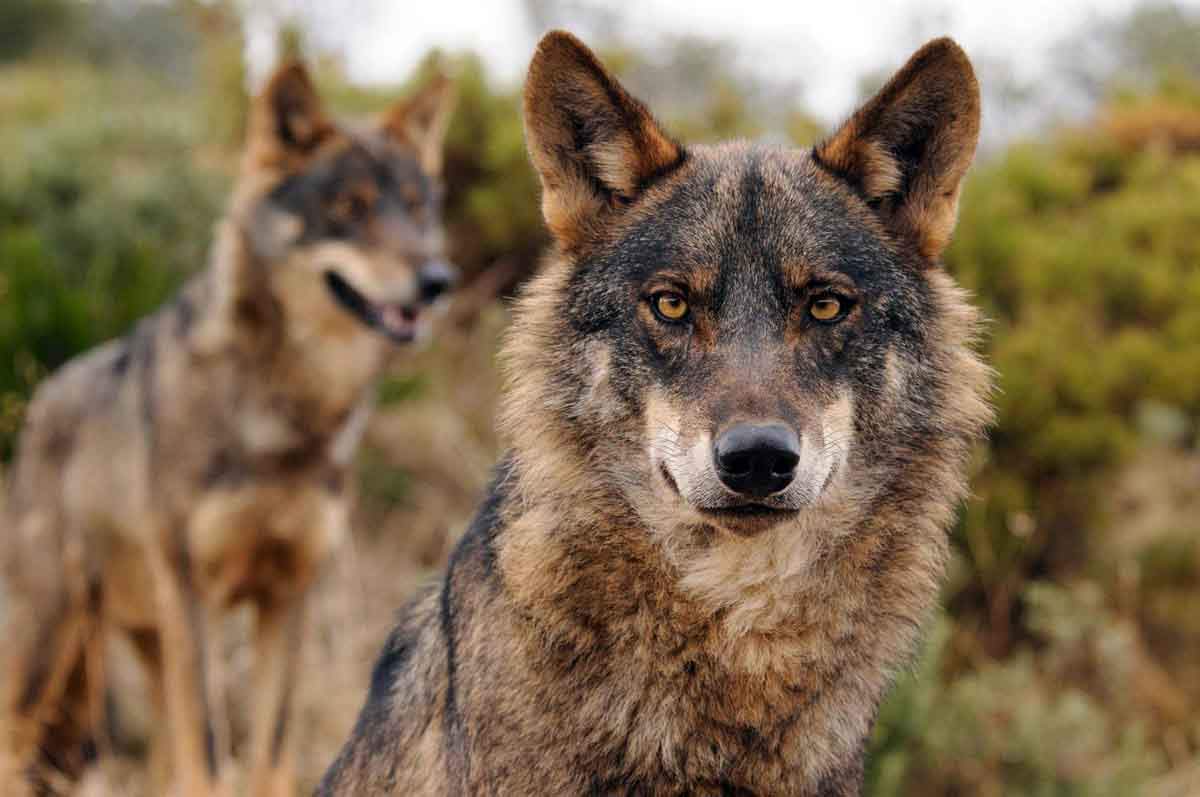 Ejemplar de lobo ibérico. CyL lamenta aprobación de la Estrategia Nacional del Lobo / Foto: EP