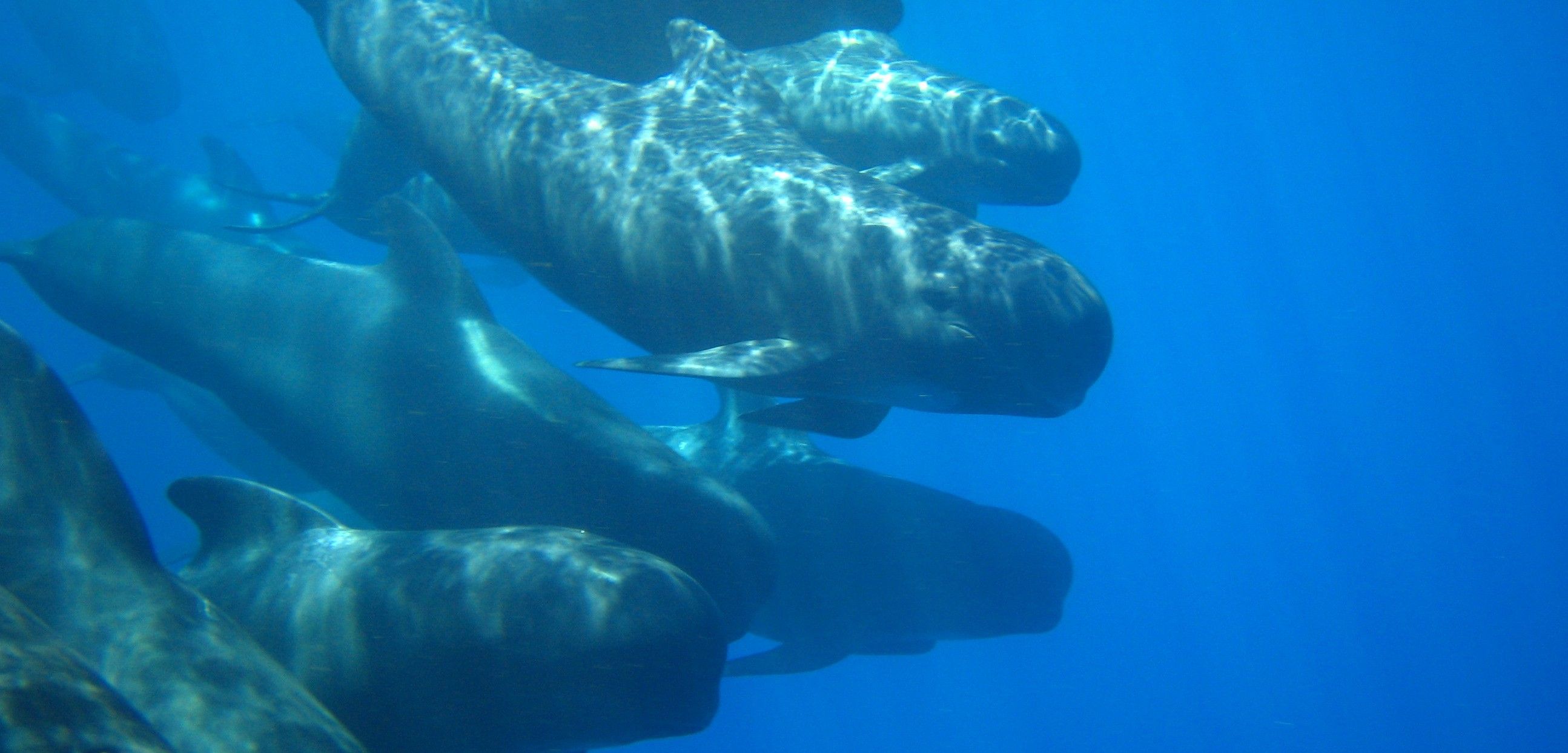 Un grupo de calderones comunes nadando en aguas del corredor / Foto: MAPAMA