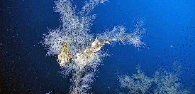 Coral negro de profundidad en las islas Eolias, Italia / Foto: Oceana