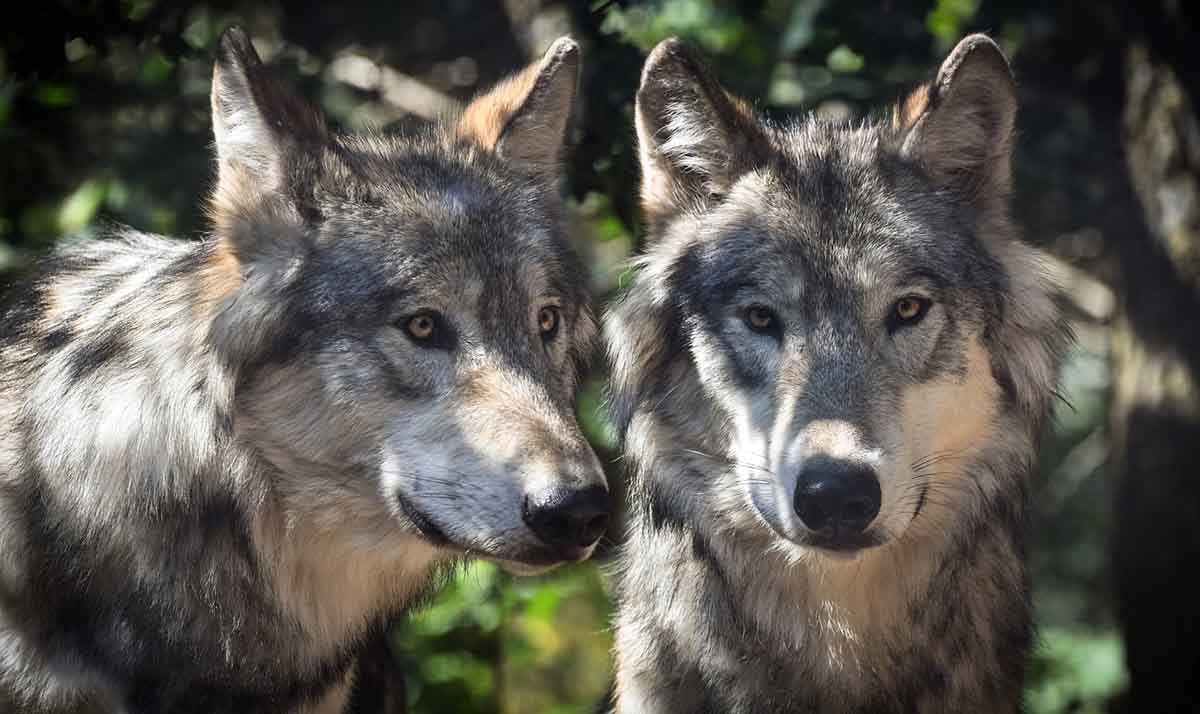 Dos ejemplares de lobo. Estrategia del Lobo / Foto: Pixabay