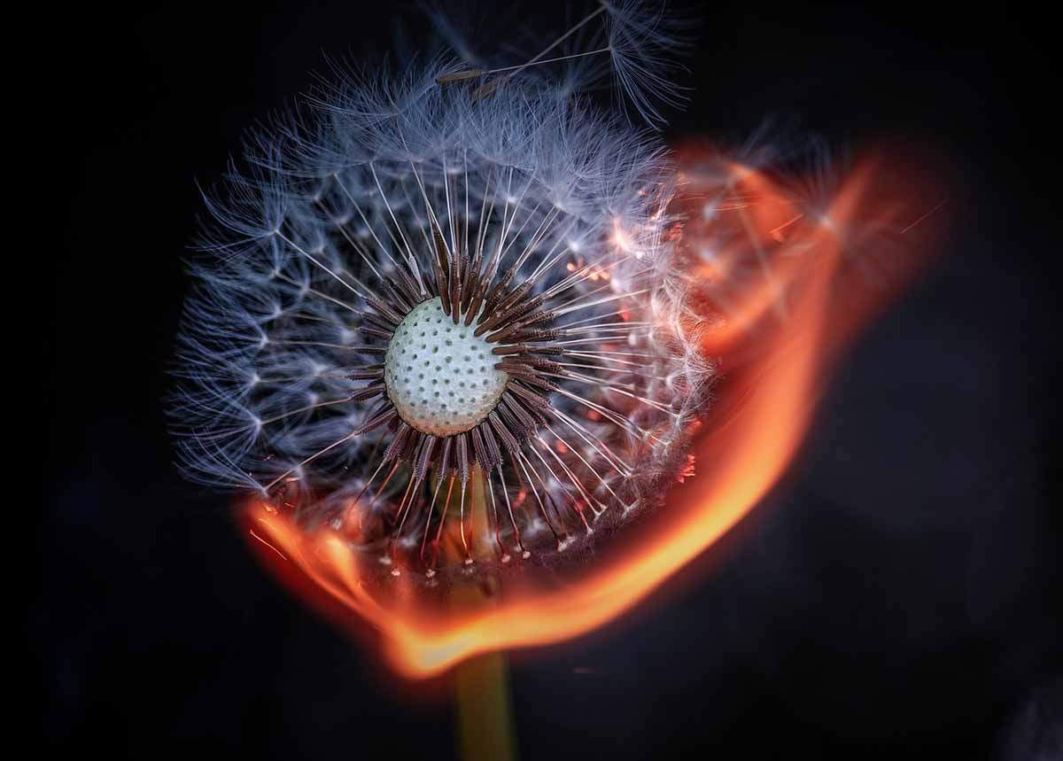 ¿Cuáles son los secretos de las plantas para sobrevivir a las llamas? / Foto: Pixabay