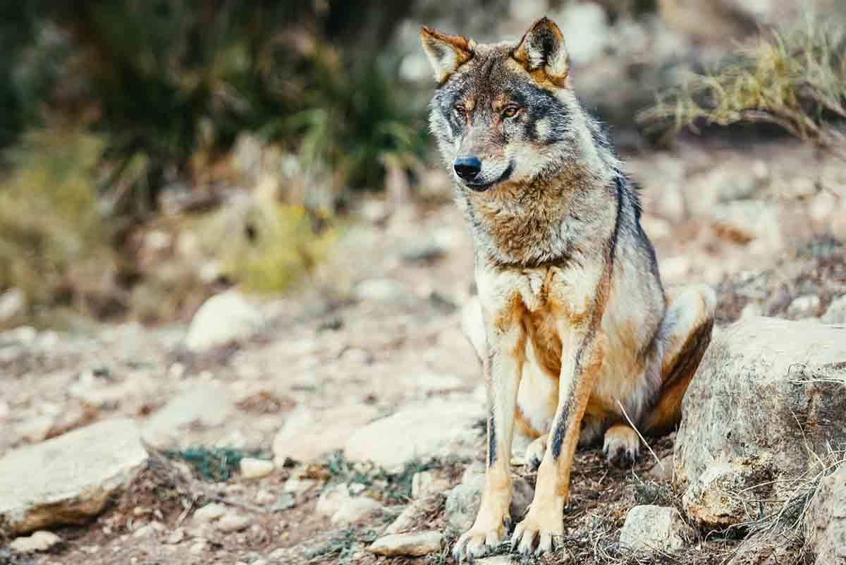 Cantabria espera el aval del MITECO para iniciar la extracción de lobos en zonas con ataques / Foto: EP