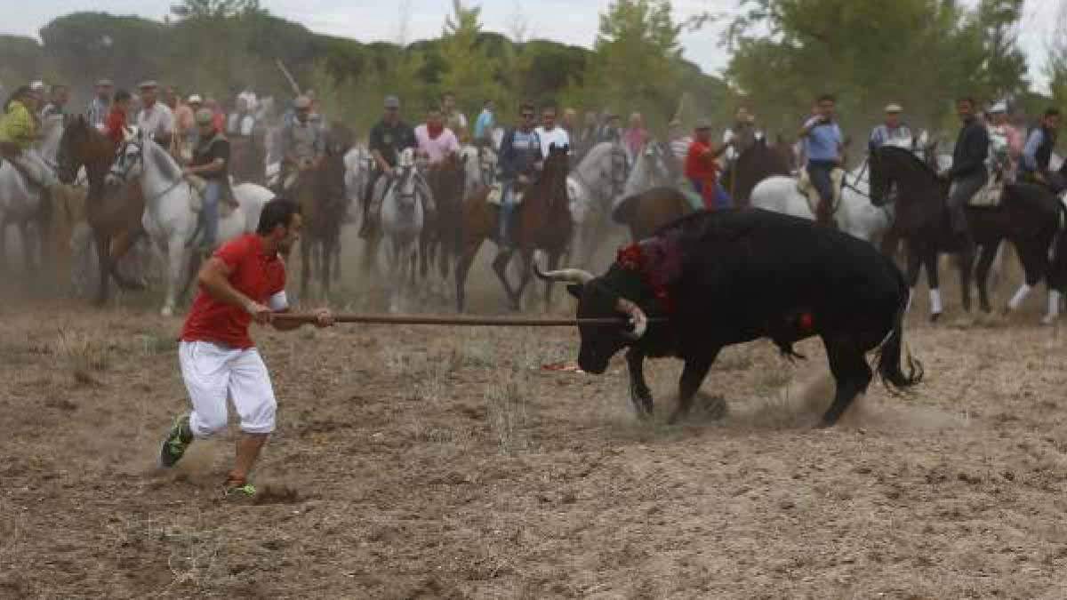 Toro de la Vega autoriza que se puedan clavar, en la espalda del animal arpones de 8 cm / Foto: EP