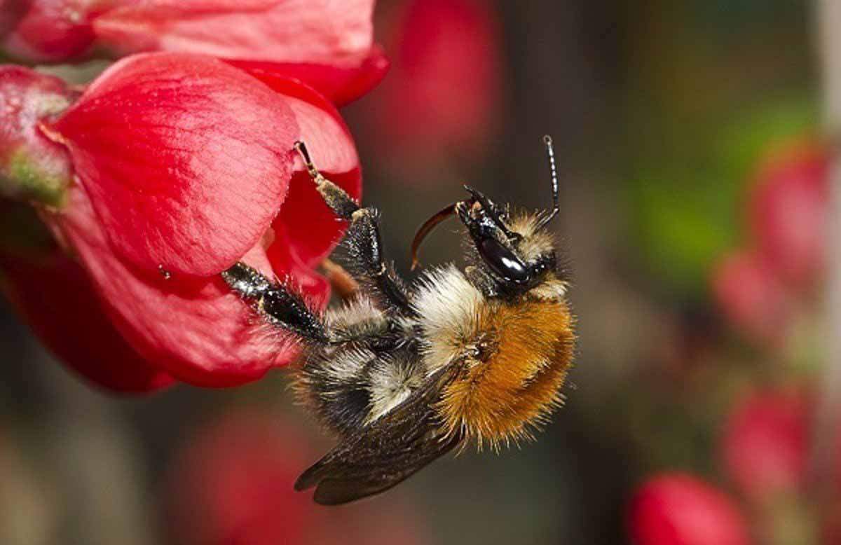 Los abejorros sienten dolor, merecen trato ético / Foto: EP