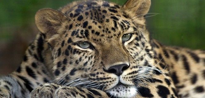 Ejemplar de Panthera pardus orientalis / Foto: Colin Hine