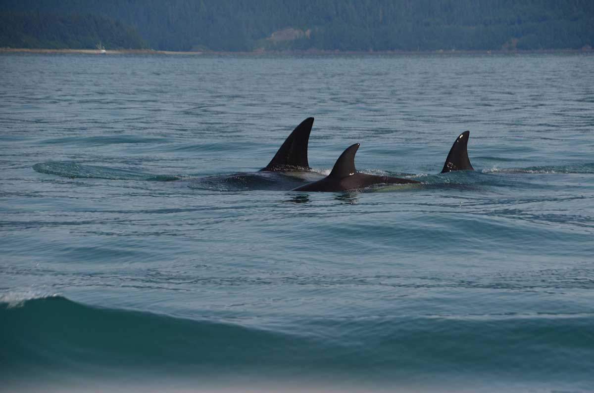 La presencia de orcas en el litoral gallego es cada vez es mayor  / Foto: Pixabay