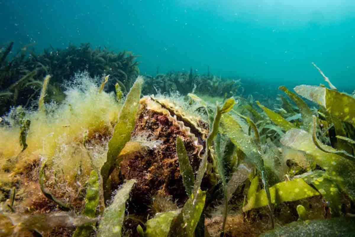 Ostra plana en la isla del Barón, Mar Menor / Foto: Eve Galimany - Author provided